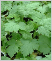 Currant Plants