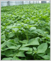 Potato Plants