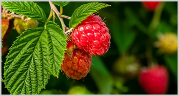 Raspberry Plants